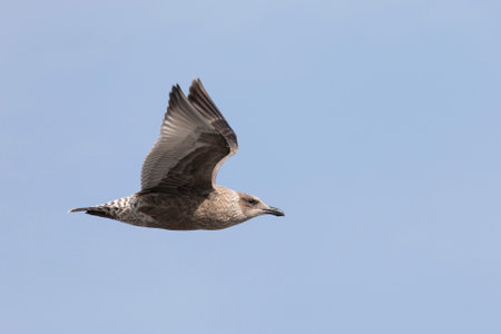 Young slaty-backed gull in flightの写真素材
