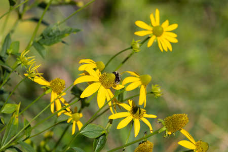 A bee sits on a rudbeckia flowerの写真素材