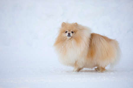 Small red spitz dog in the snow on a winter dayの写真素材