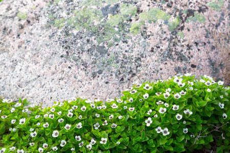 Green plant with small white flowers against a stone wallの写真素材