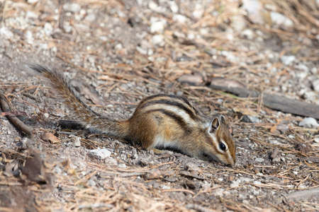 Little Chipmunk is looking for foodの写真素材