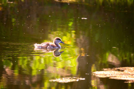 Ruddy shelduck chick swim on the lakeの写真素材