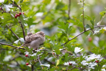 A sparrow sits on a tree branch on summer dayの写真素材