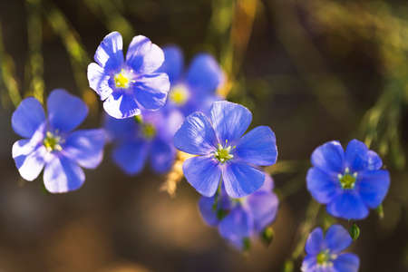 blue flowers of flax lit with the bright summer sunの写真素材