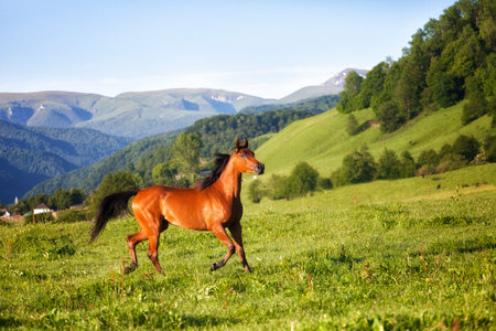 Arab racer runs on a green summer meadow on a sunny summer dayの写真素材