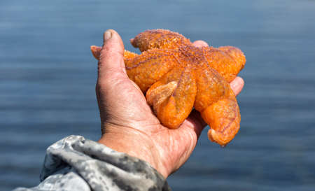 A man holds a starfish in his handの写真素材