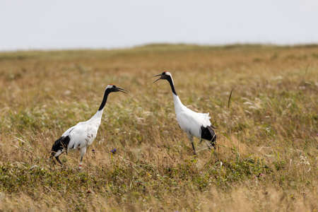 Two red-crowned crane. Kunashir Island. South Kurilesの写真素材