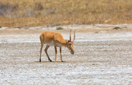 Saiga male in the steppe, Russiaの写真素材