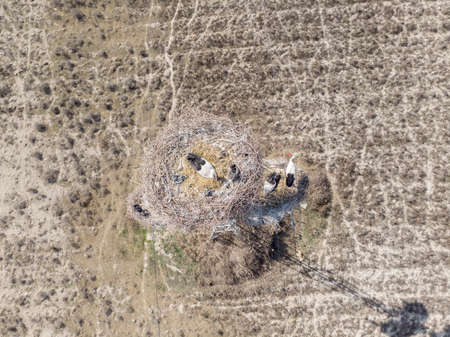 white storks on the nest, shooting from a quadrocopterの写真素材