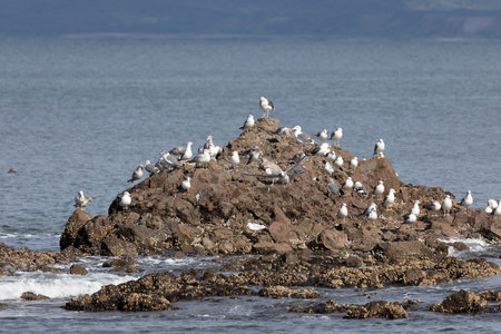 A flock of seagulls sits on a rock in the sea. Iturup Island. Southern Kurilesの写真素材