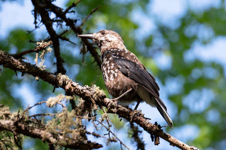 Spotted nutcracker sitting on a tree branchの写真素材