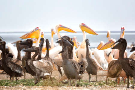 Pink pelicans with chicks on the shore of Lake Manich-Gudilo in Kalmykia, Russiaの写真素材
