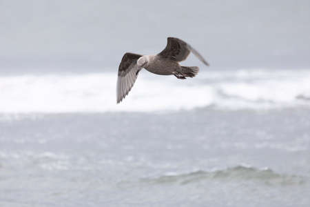 Young slaty-backed gull in flightの写真素材