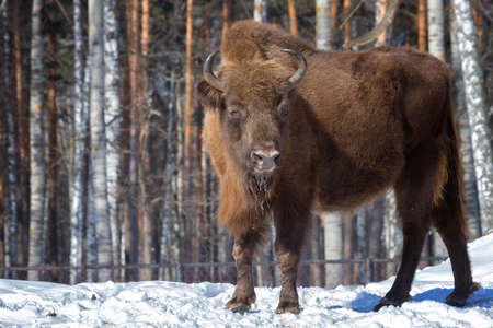 adult male bison stands in the snow on a winter dayの写真素材