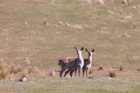 Sika deer. Primorsky Krai. Russiaの写真素材