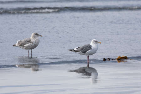 Two adult seagulls stands on the bank of the oken and is reflected in the waterの写真素材