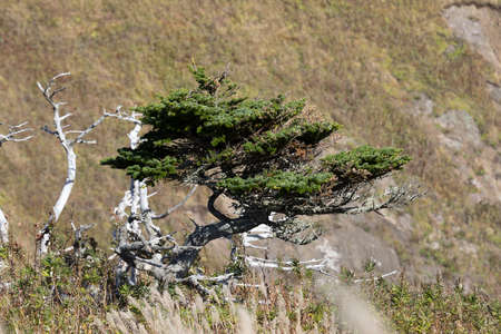 Pine tree on Shikotan island, South Kurilesの写真素材