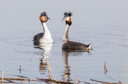Two grebes at the beginning of the mating season on the lakeの写真素材