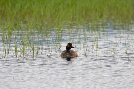 Black-necked grebe on the lake on a cloudy dayの写真素材