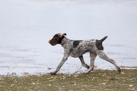 Young hunting dog running on waterの写真素材
