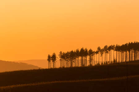 Tall pine trees at sunset. orange skyの写真素材
