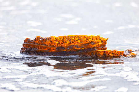 Seaweed or Laminaria lies on the sand by the ocean, Kunashir Islandの写真素材