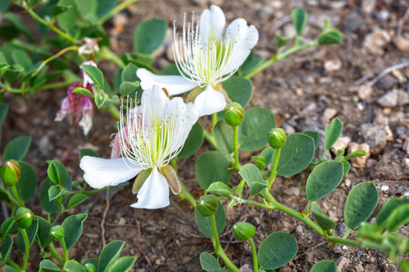 White blossoming capers close upの写真素材