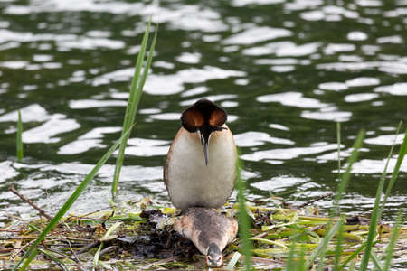 The mating season for great grebesの写真素材