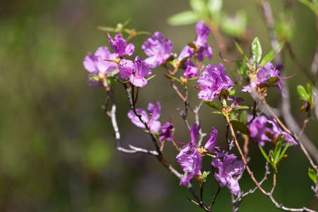 Pink Labrador tea/rhododendron (Rhododendron dauricum)の写真素材