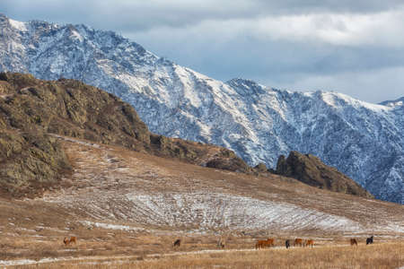 Herd of horses grazes on a background of mountains in winter, Altai, Russiaの写真素材