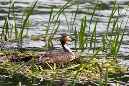 Great Crested Grebe near its nestの写真素材