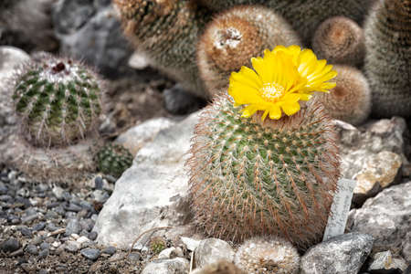 blossoming cactus with yellow flowersの写真素材