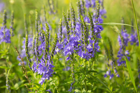 Blooming veronica in summer on a field on a sunny dayの写真素材