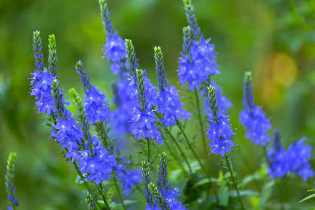 Veronica teucrium flowers on the field in summerの写真素材