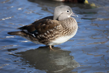 A female mandarin duck stands in the waterの写真素材