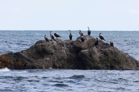 A flock of Japanese cormorants on a rock. South Kurilesの写真素材
