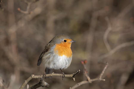 Robin bird sits on a tree branchの写真素材