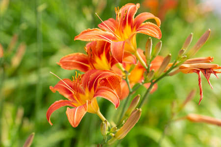 blossoming pink day lily lit with the summer sunの写真素材