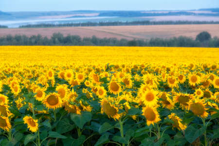 Big field with sunflowers on summer morningの写真素材