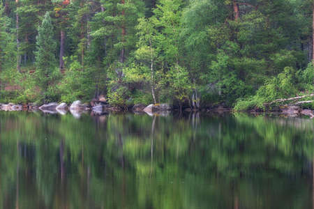 Summer forest reflected in the lakeの写真素材