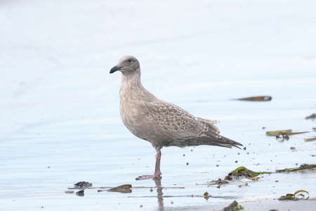 A young seagull walks along the oceanの写真素材