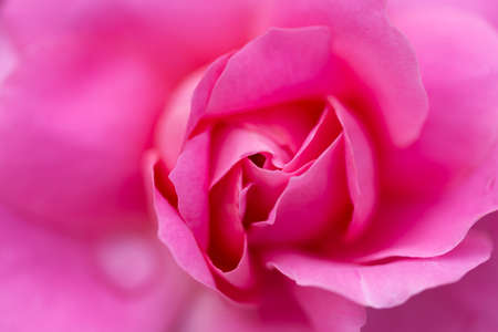 Blooming pink rose close upの写真素材