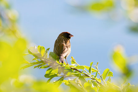 Yellow-breasted bunting male sits on a branch against the skyの写真素材