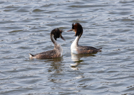Pair of Grebes on the lake during the mating seasonの写真素材