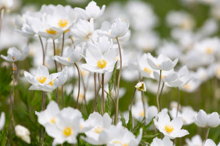 Blooming anemone field, Tunkin valley, Buryatia, Russiaの写真素材