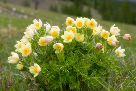 Big bush of blooming Pulsatilla patensの写真素材