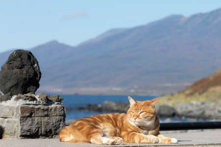 Kurilian Bobtail, red color, Kunashir Island, South Kurilesの写真素材