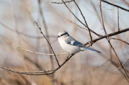 Adorable Azure tit sits on a tree branchの写真素材