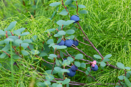 blueberry bush with ripe berriesの写真素材