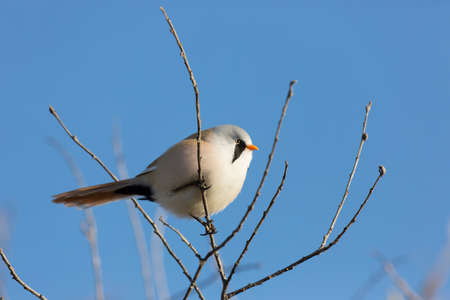 Bearded reedling sits on a branch on an sunny dayの写真素材